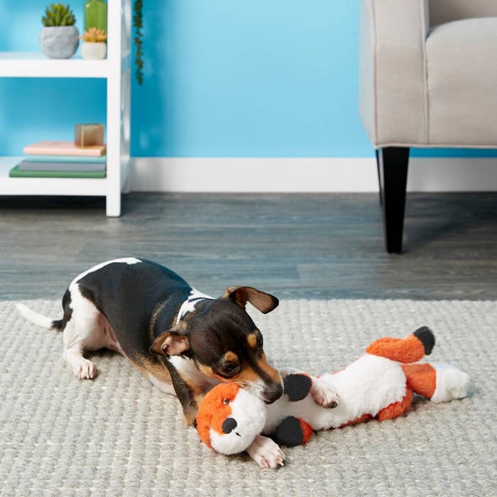 dog playing with the toy