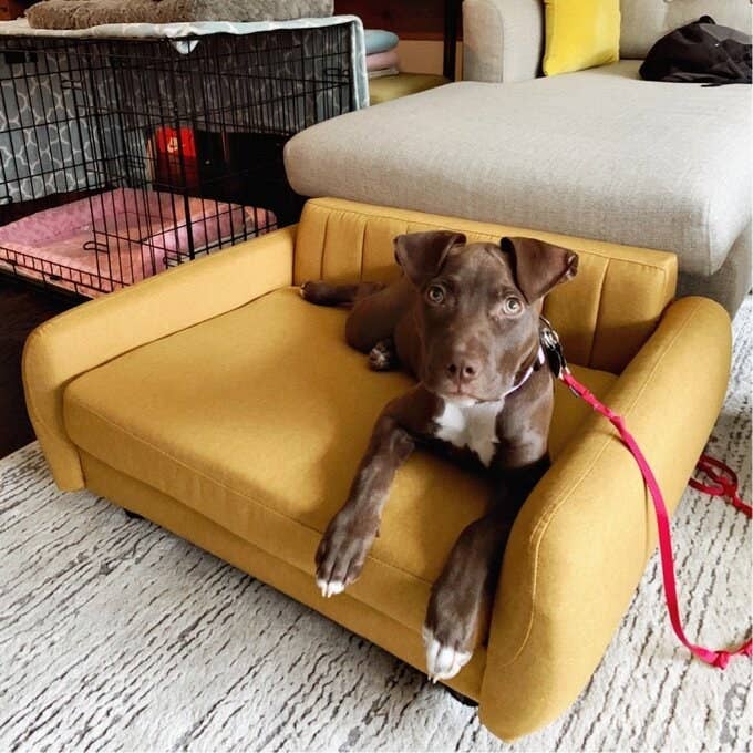 The mustard yellow pet sofa