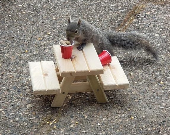 A squirrel on the mini picnic table