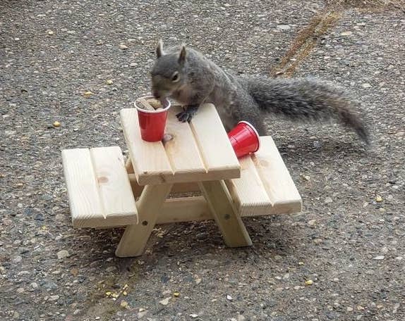 A squirrel on the mini picnic table