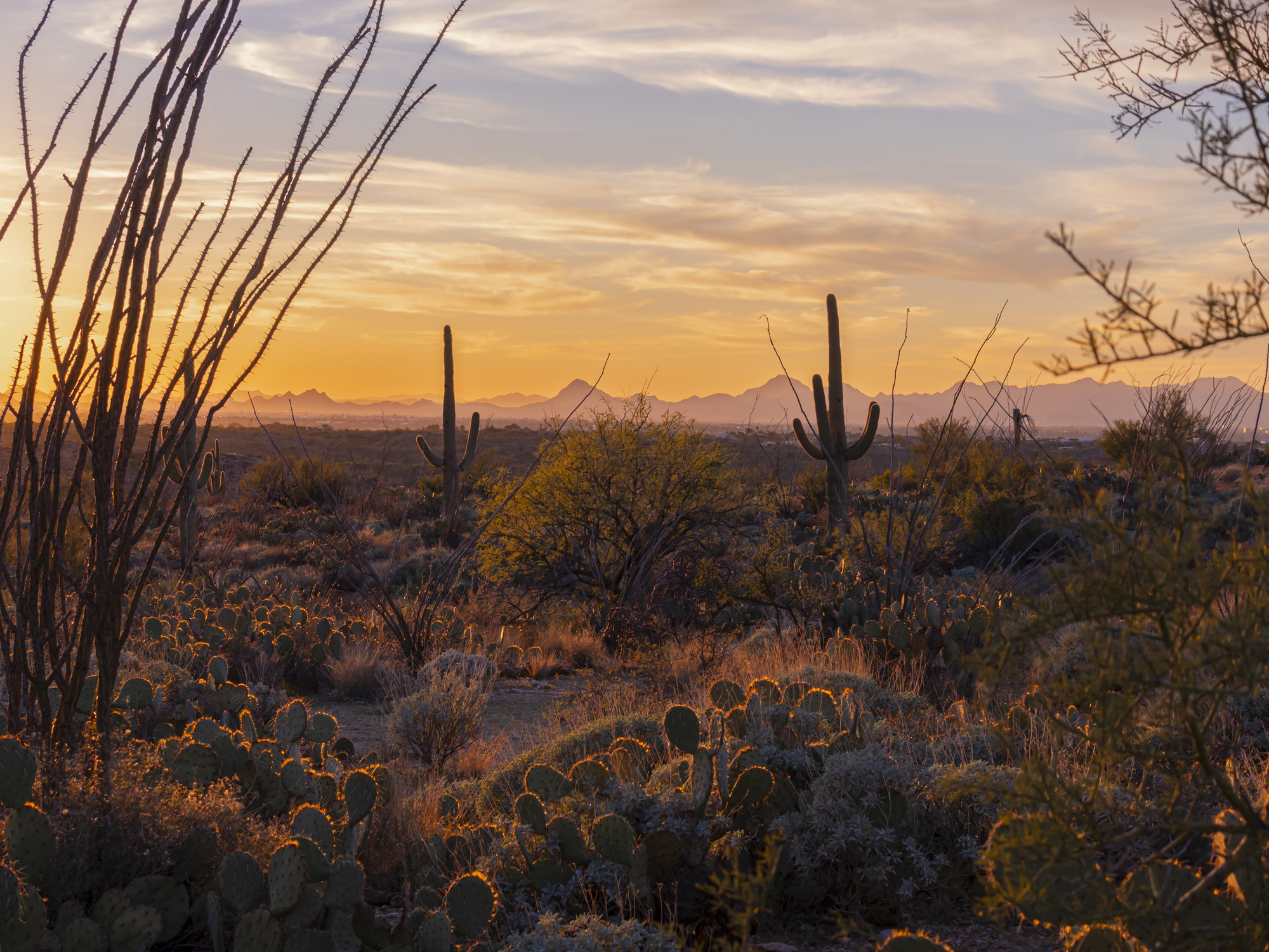 Sunset over the Arizona desert with two cacti in the background