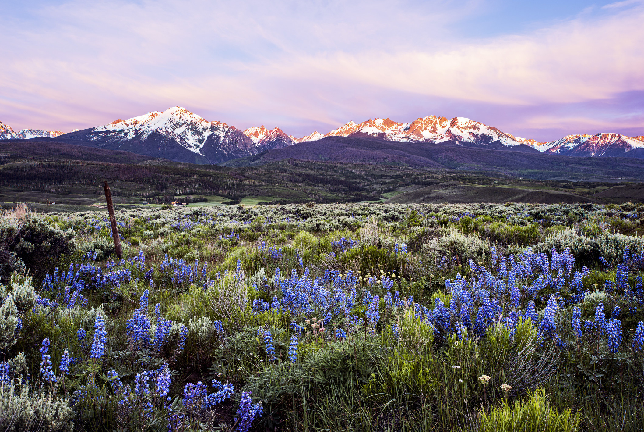 A snow-capped mountain range under a purple sunset with wild purple flowers in the foreground