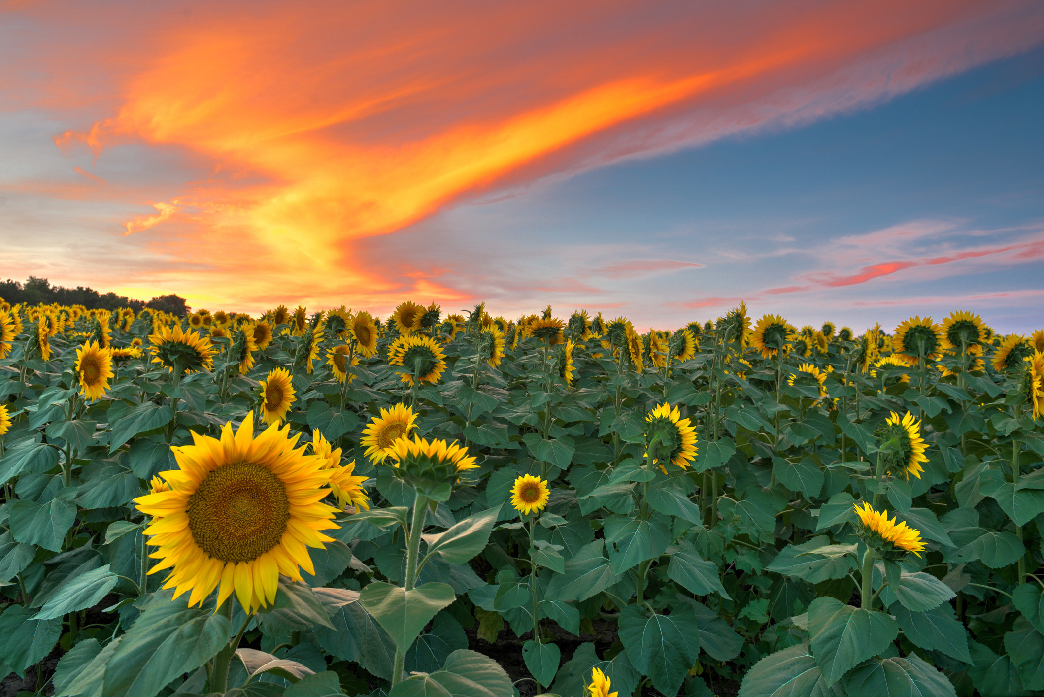 A cloudy sunset over a field of sunflowers