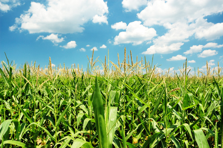 Close up of a corn field under a blue sky with a few clouds