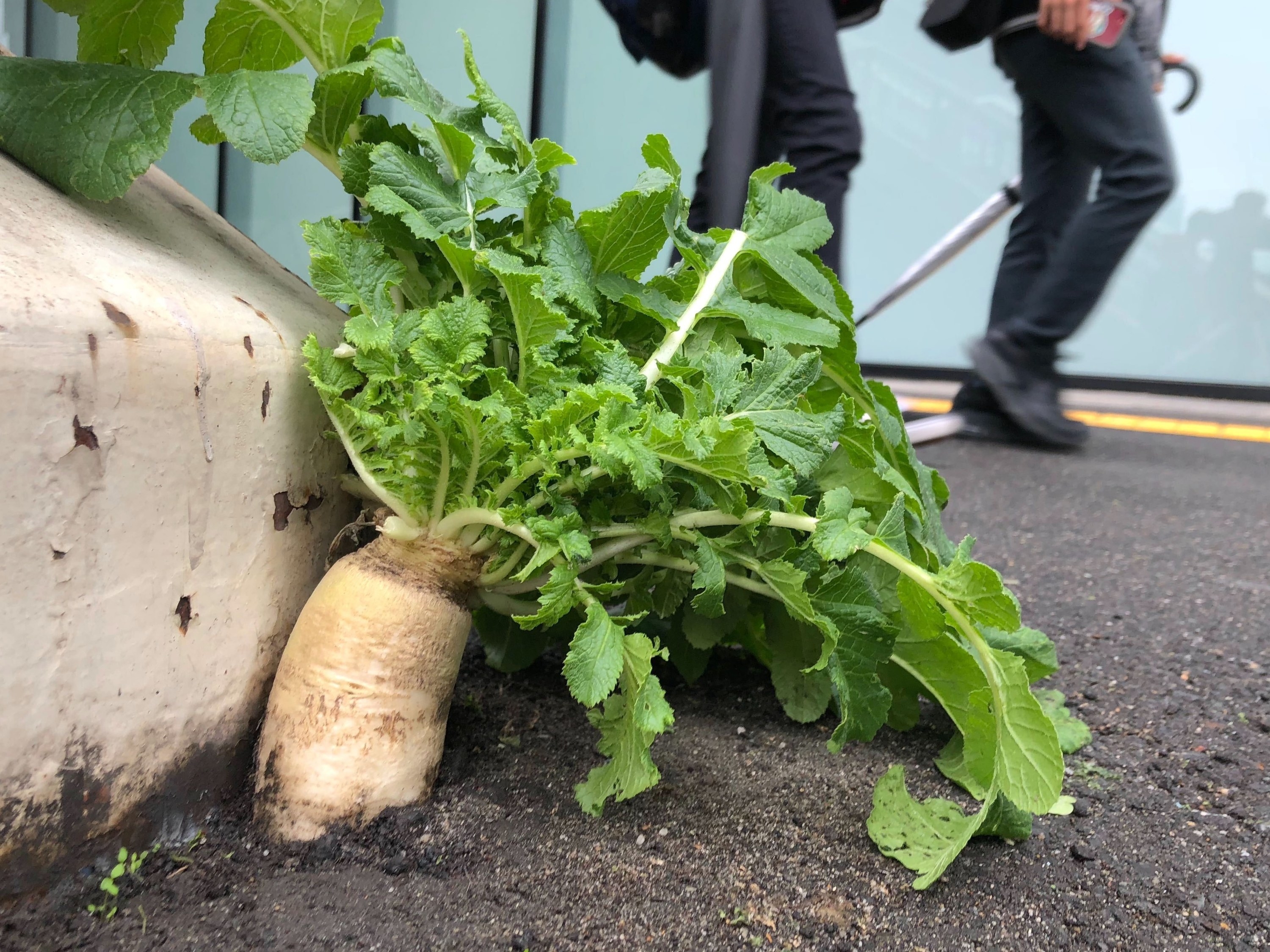 更新】道に大根…生えた？「なんでやねん」大阪駅前の通行人もつっこむ