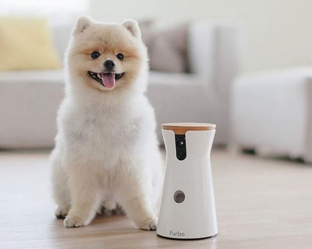 A small dog sitting next to a electronic pet camera and feeding device