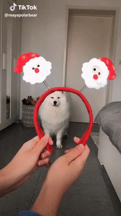 White dog wears Christmas reindeer antlers on Tik Tok video.