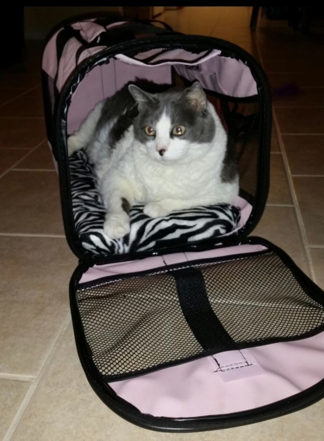 The pet carrier