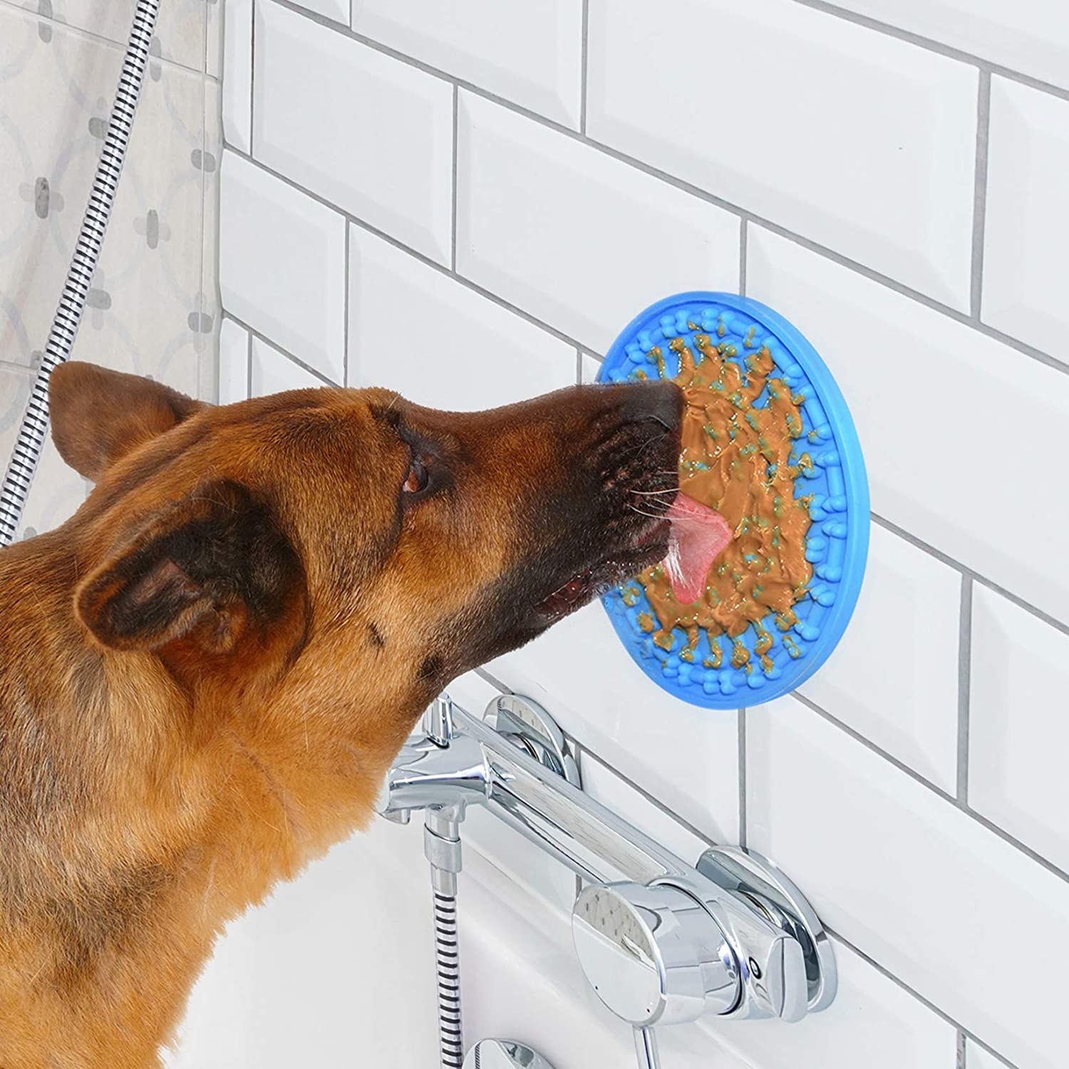A dog licking peanut butter off a small silicone mat that stuck to a bathroom wall