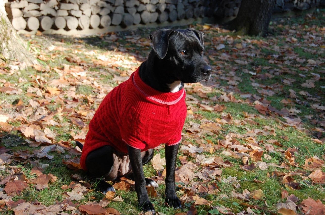 The red sweater