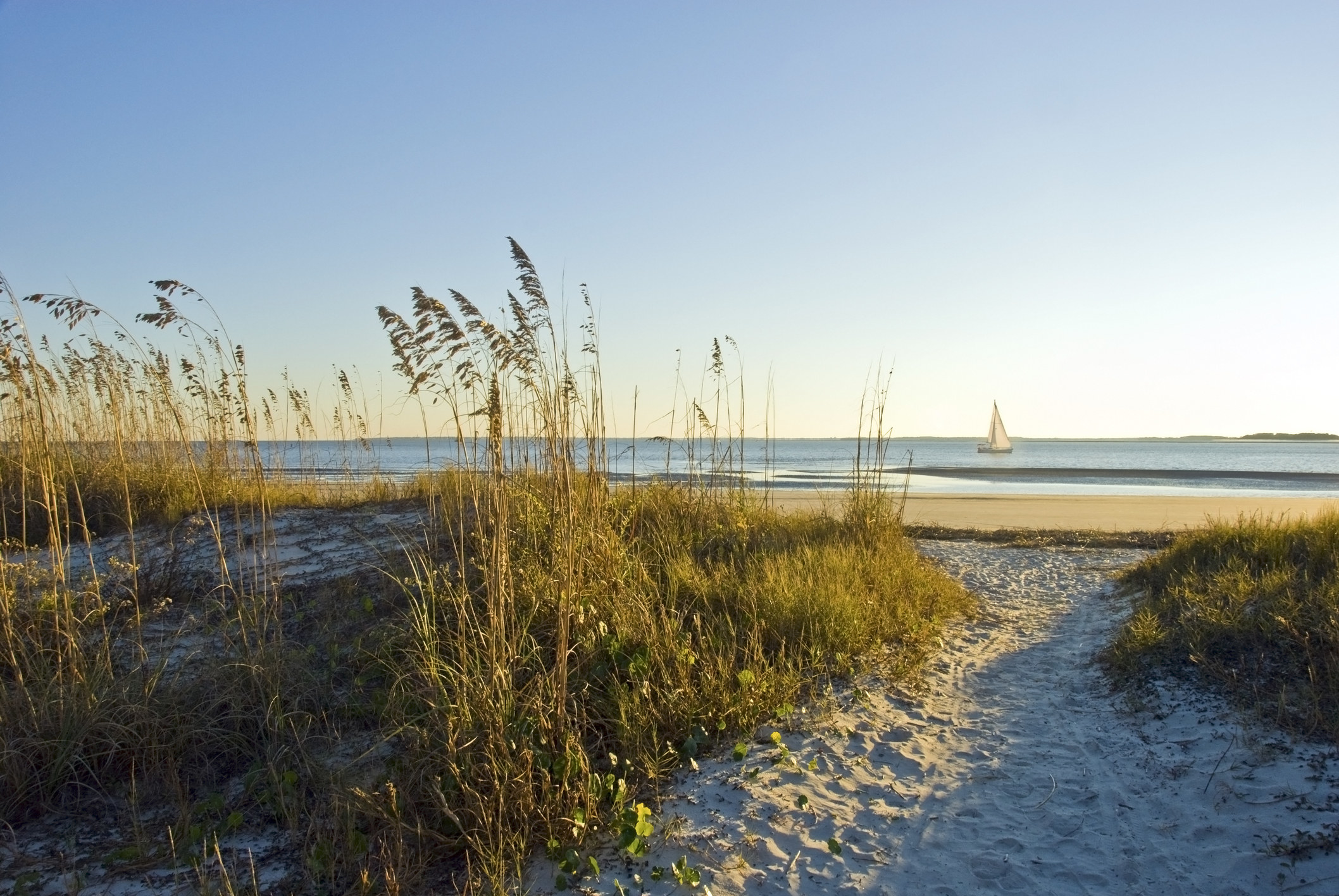 A close up of tall grass on sand on Hilton Head island with the ocean and a single sailboat in the distance