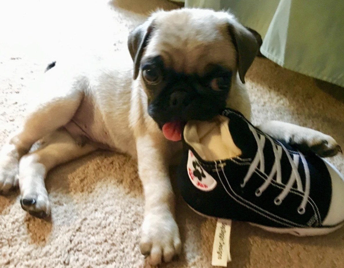The Converse-shaped chew toy