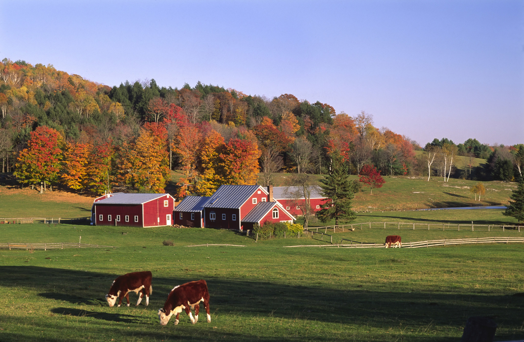 A red barn sits on green grass with autumnal trees in the background and two cows grazing in the foreground