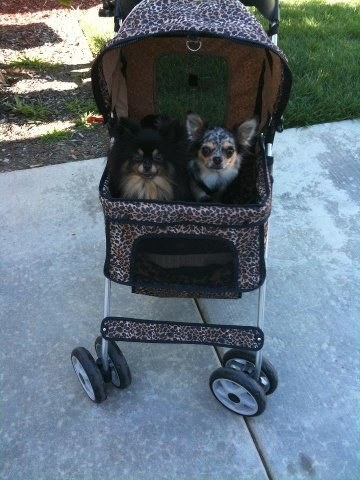 The stroller, which has swivel wheels and a hooded area for pets