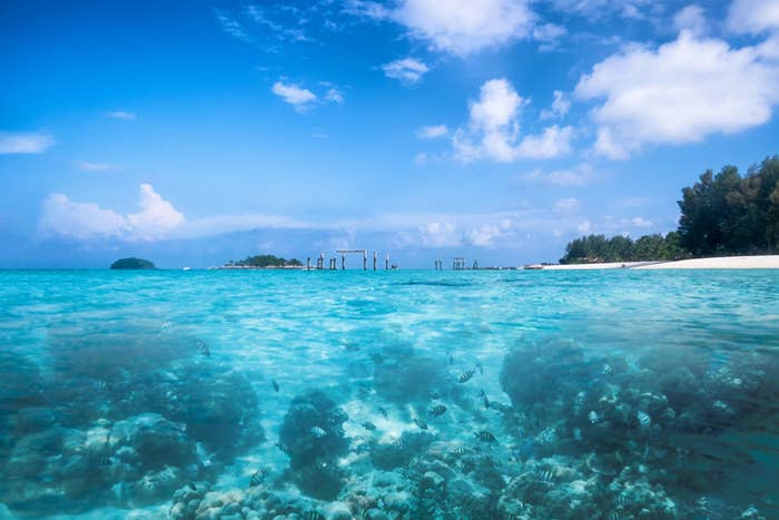 Clear blue water filled with fish, with a white sand island in the background