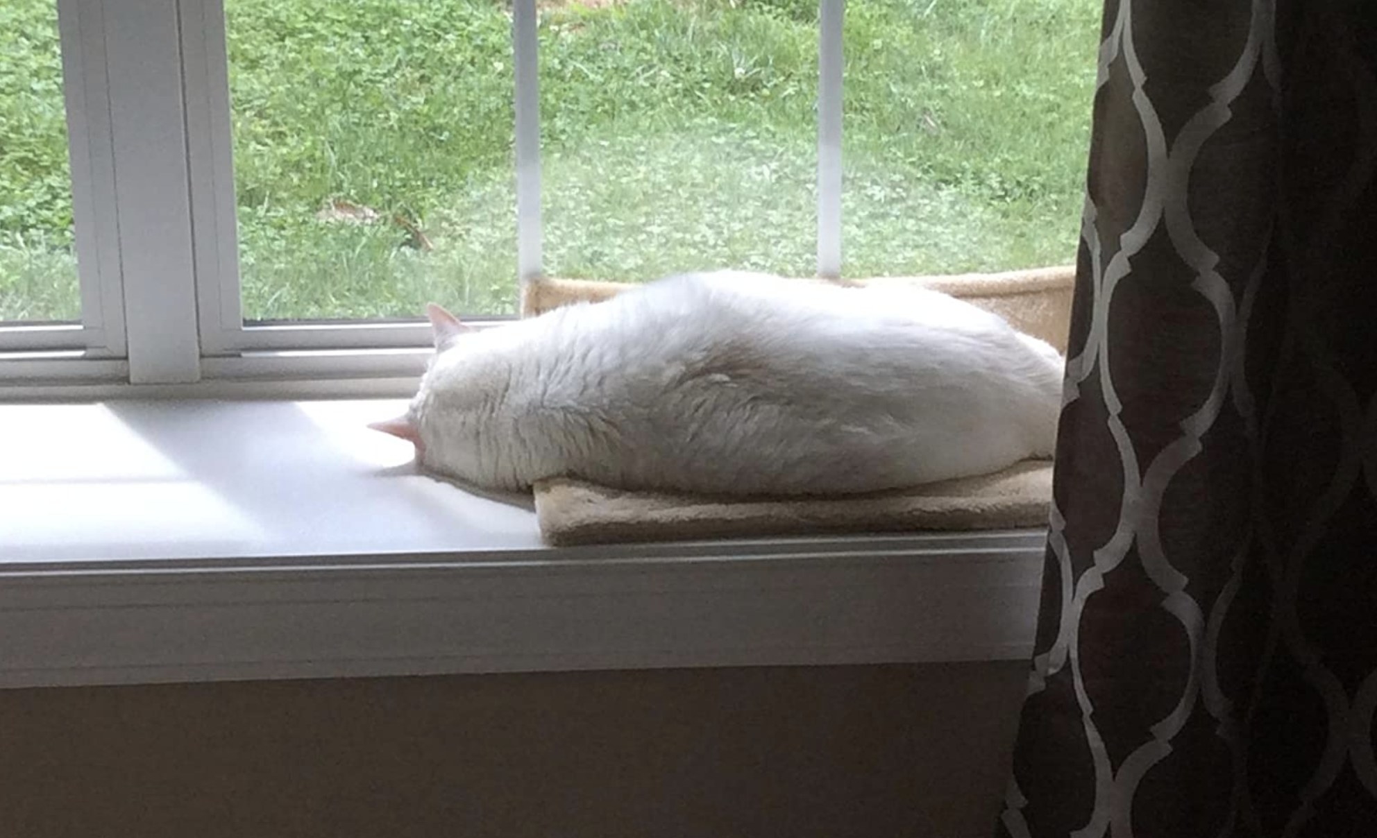 a white cat sitting on a bed on a windowsill