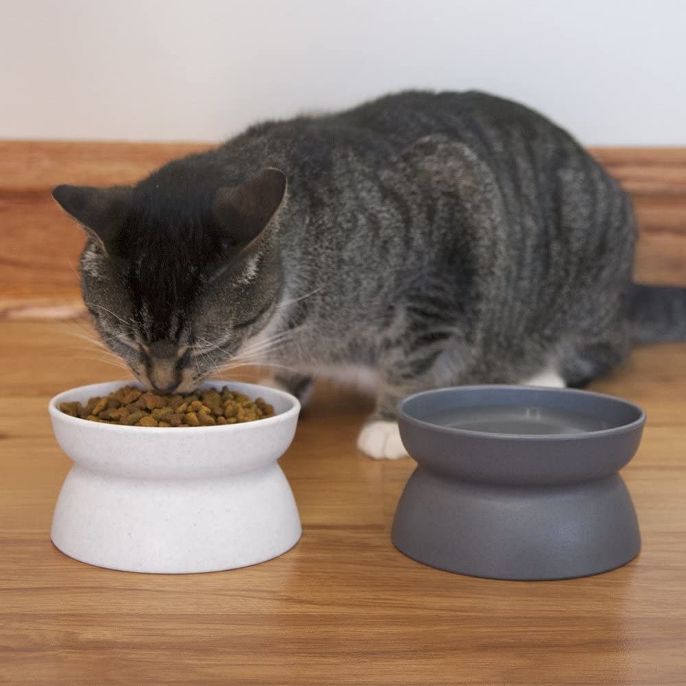 a grey striped cat eating out of a light grey raised food bowl