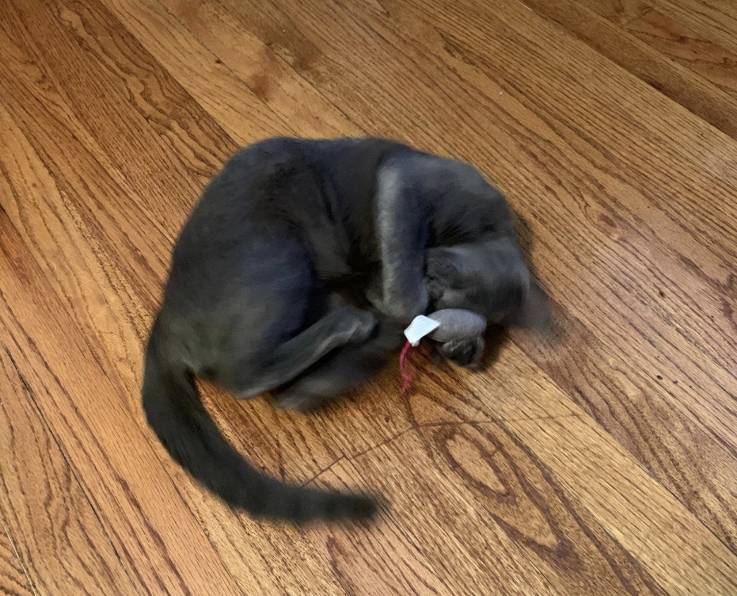 a gret cat playing with a catnip toy on the floor
