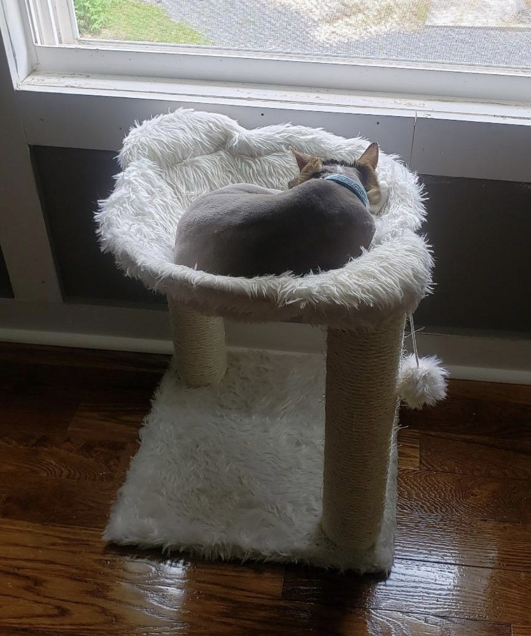 a grey cat sitting in an ivory cat tree with two scratching posts and two furry pom poms