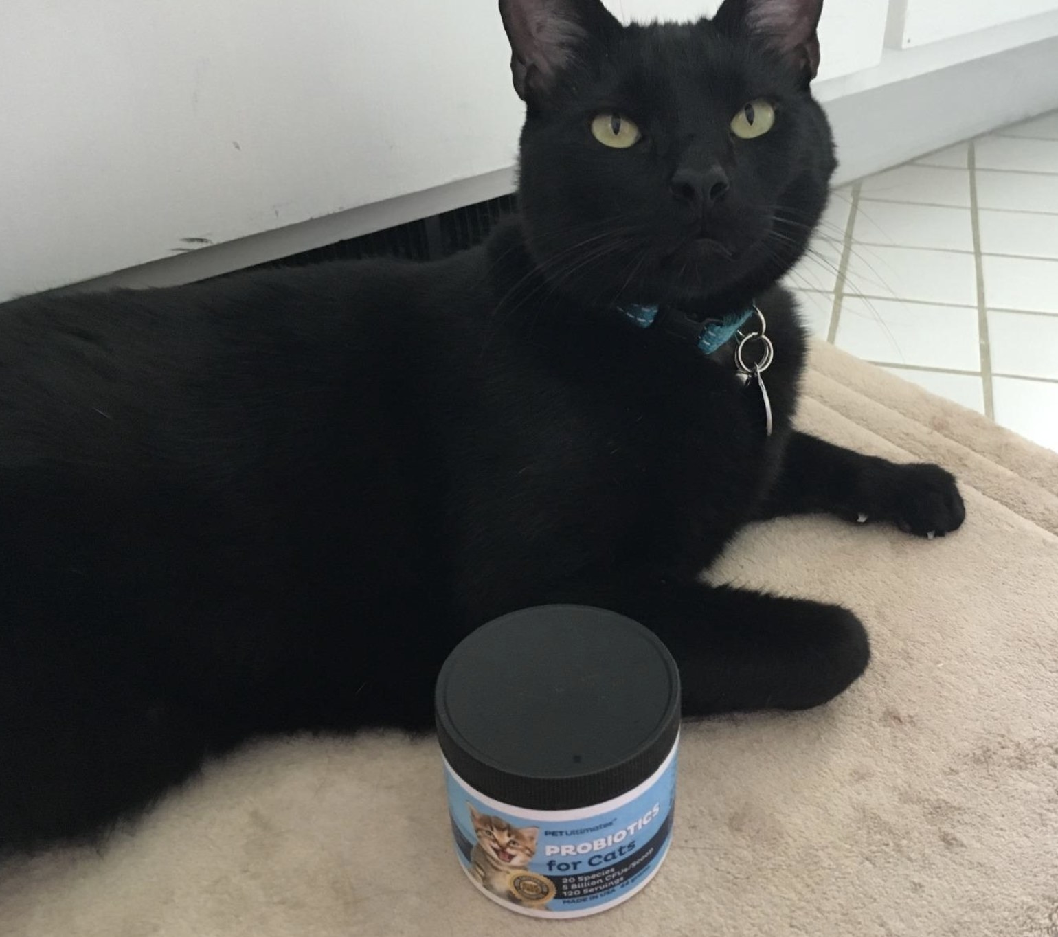 a black cat sitting on a floor with a bottle of probiotics in front of them