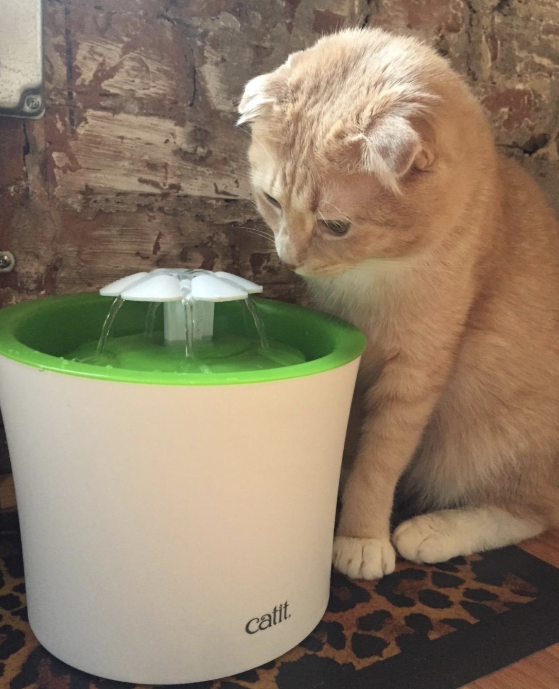 an orange cat looking at water flowing in a green and white fountain