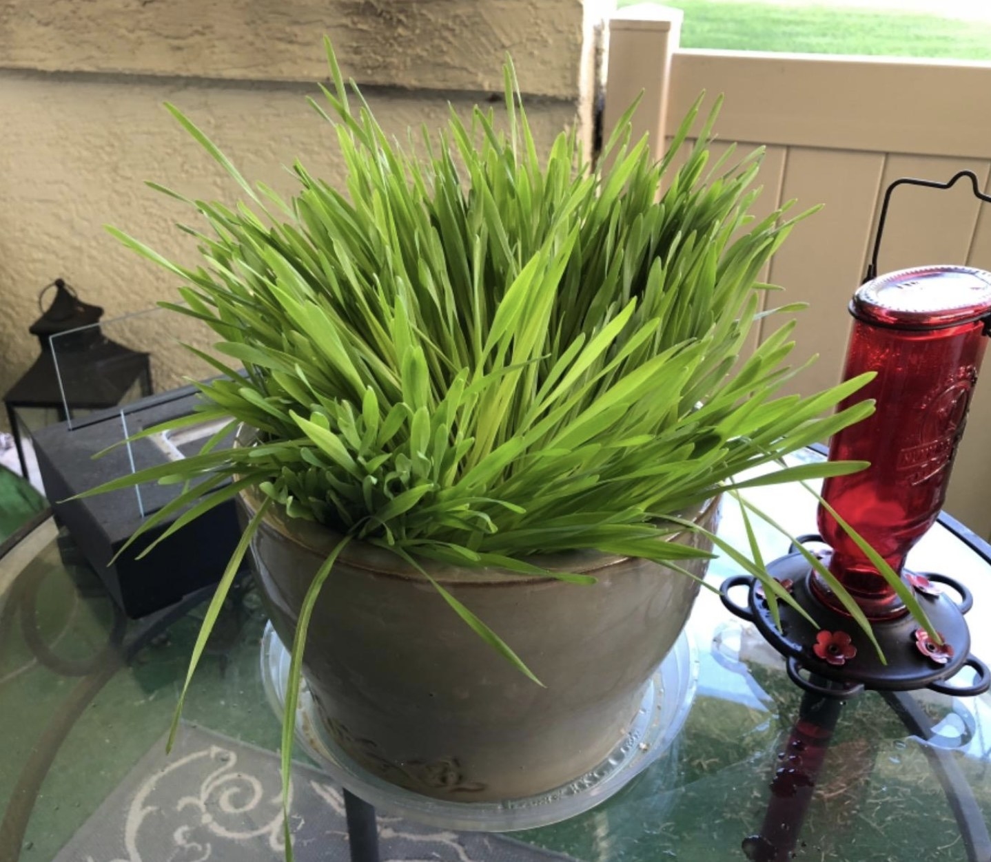 A pot overgrown with cat grass