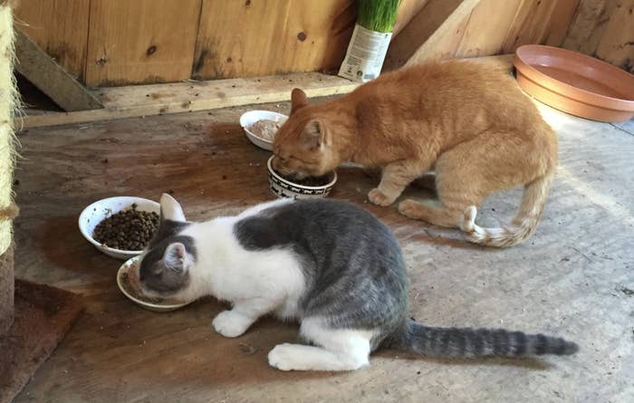 two cats in a barn eating dry food