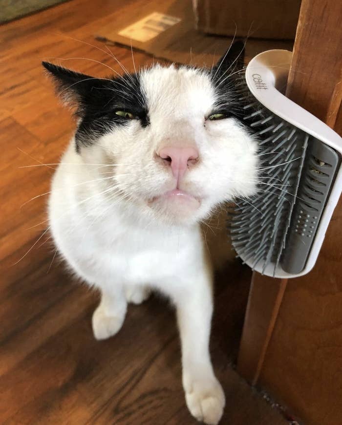a white and black cat scratching its cheek on a self groomer toy adhered to a corner