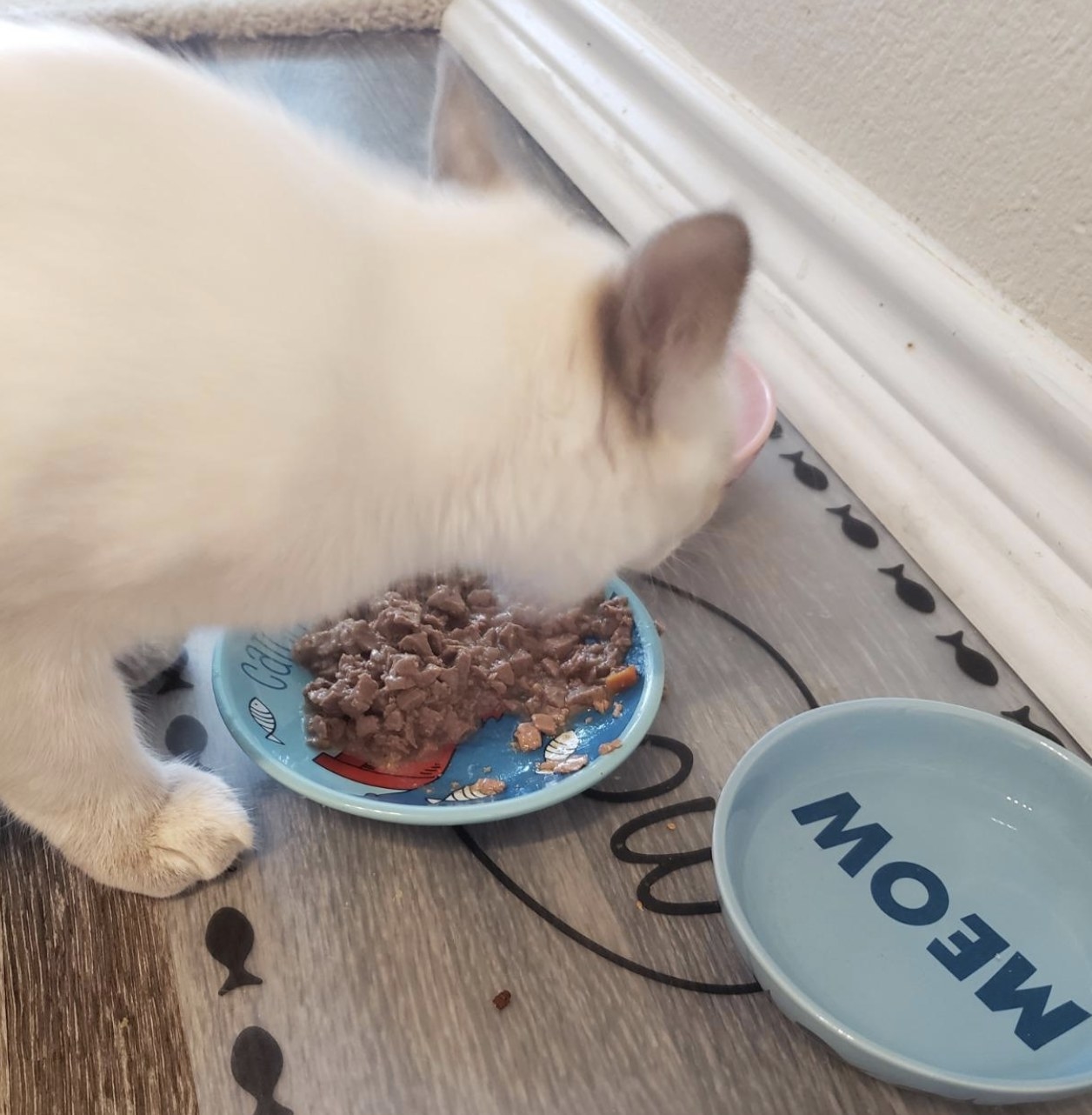 a white cat eating wet food out of a bowl