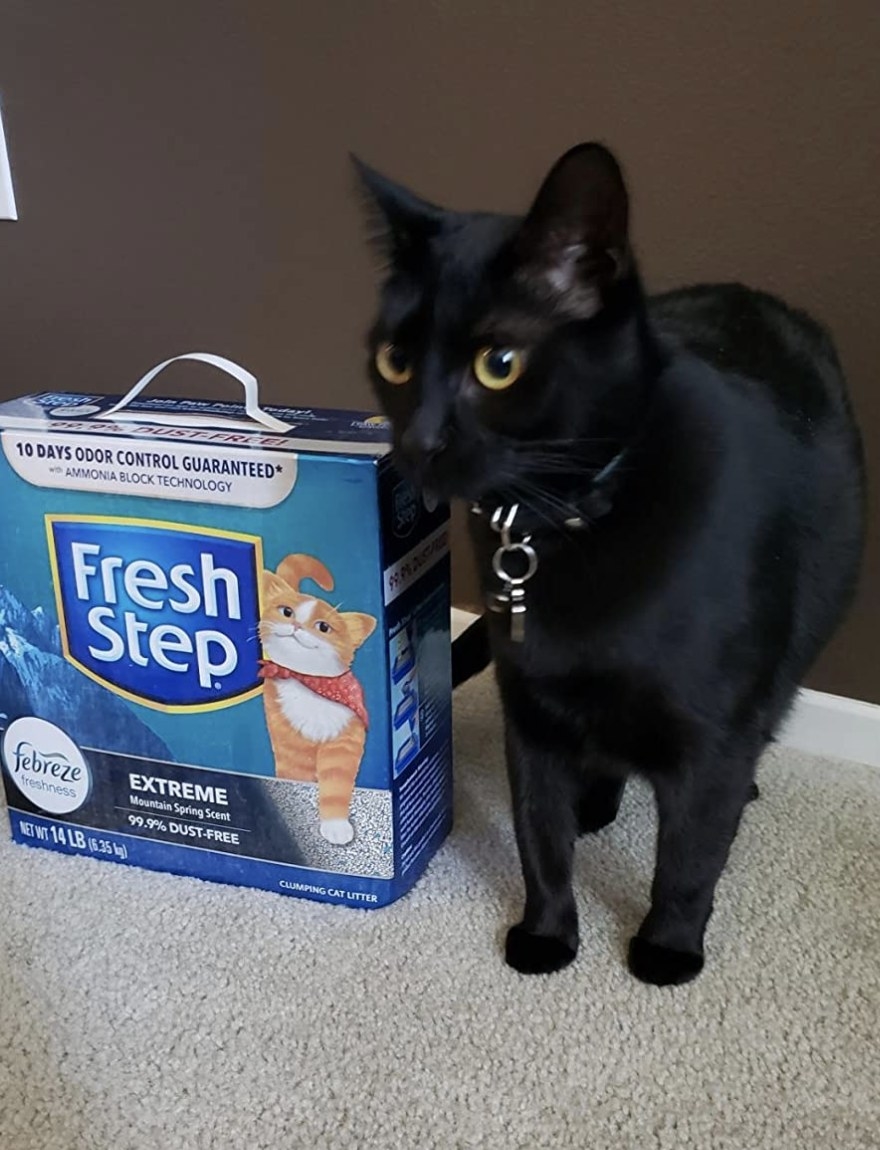 A black cat standing next to a blue box of cat litter