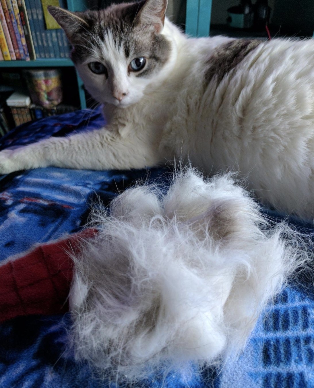 A white and grey cat sitting next to a huge ball of fur