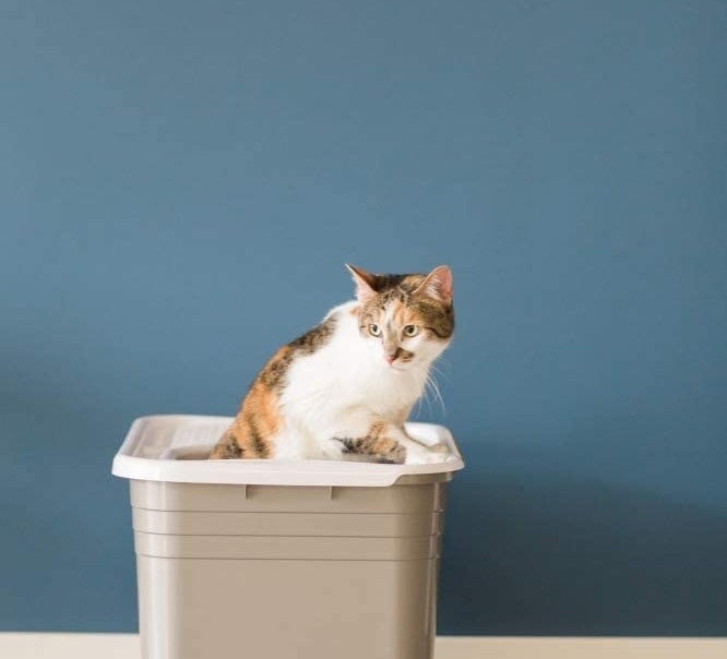 a cat climbing out of a lidded litter box