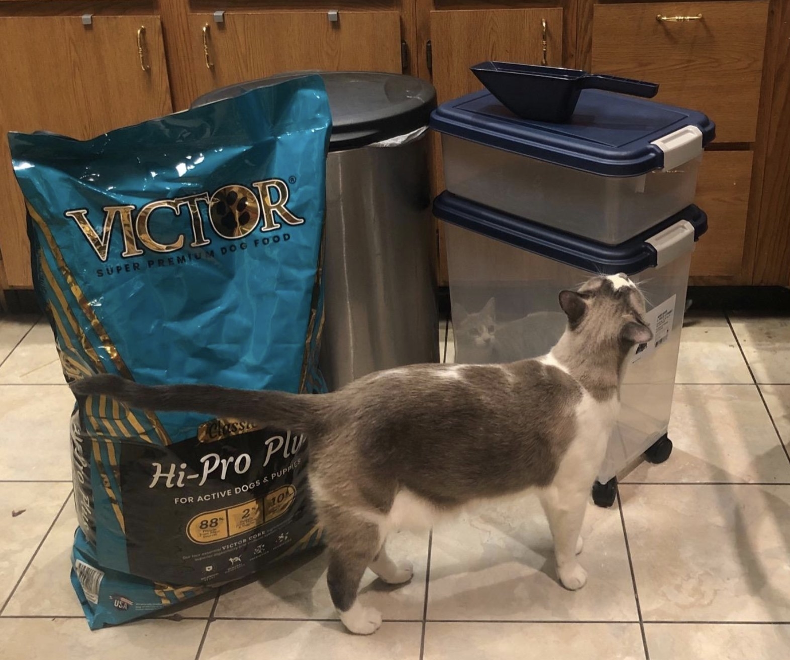 a cat smelling a two tiered airtight pet food container with a transparent body and navy lids