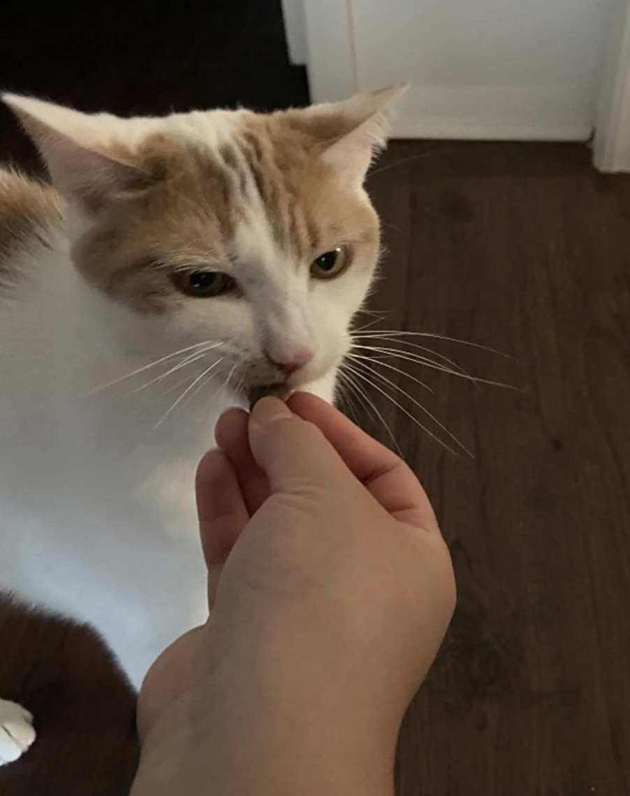 an orange and white cat eating a greenies treat out of its owners hand