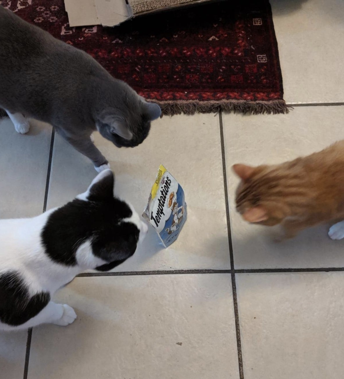 three cats looking at a bag of temptations hairball control treats