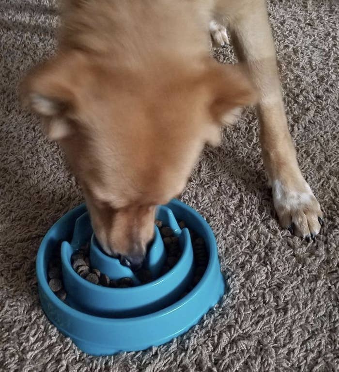 Reviewer photo of a dog eating out of a slow feeder bowl