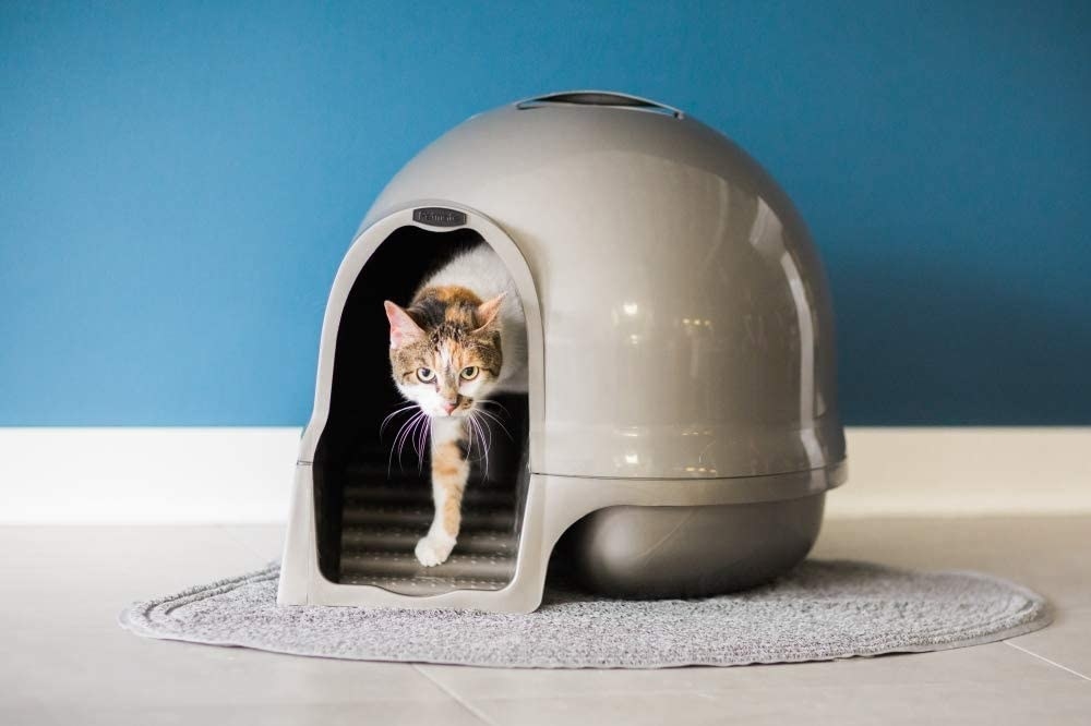 The litter box, which is a dome with a circular entry hole for the cat to enter