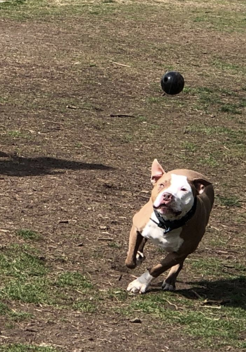 A dog chasing the ball in mid-air 