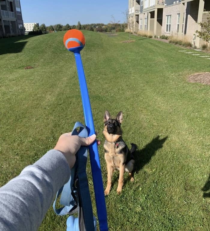 A dog starting at a person holding a ball launcher