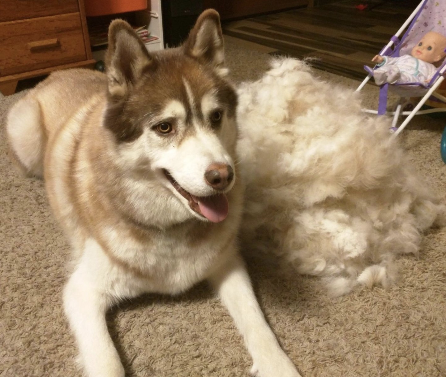 A dog sitting next to a huge pile of their fur