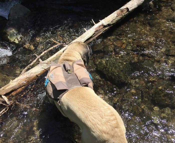 A dog in a river wearing a dog backpack