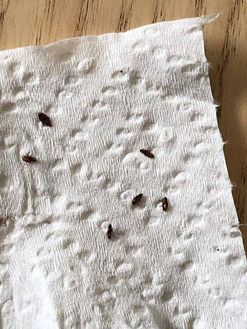 a paper towel full of fleas after using the medicine