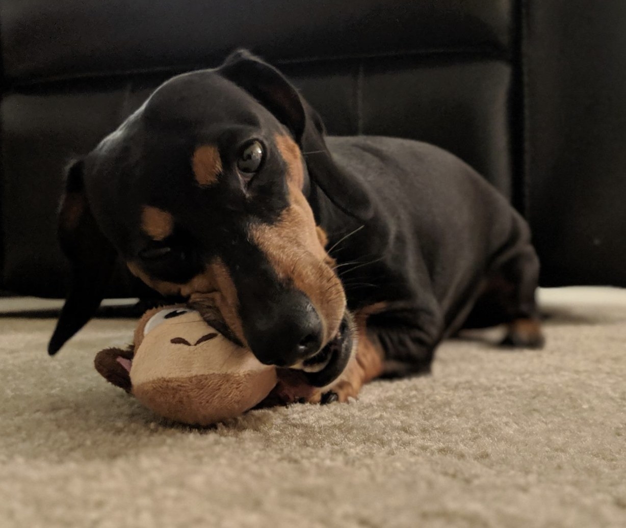 Reviewer photo of a dog chewing a plush monkey