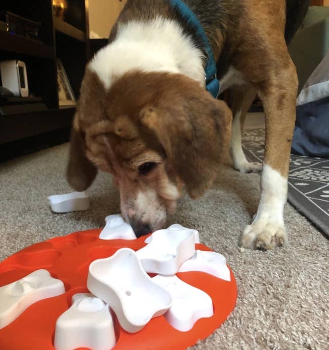 Reviewer photo of a dog playing with a puzzle toy