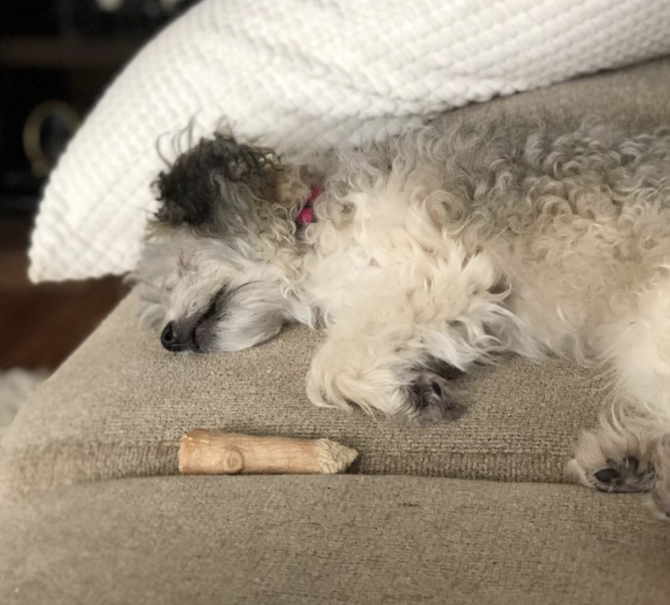 A dog napping next to a chew toy