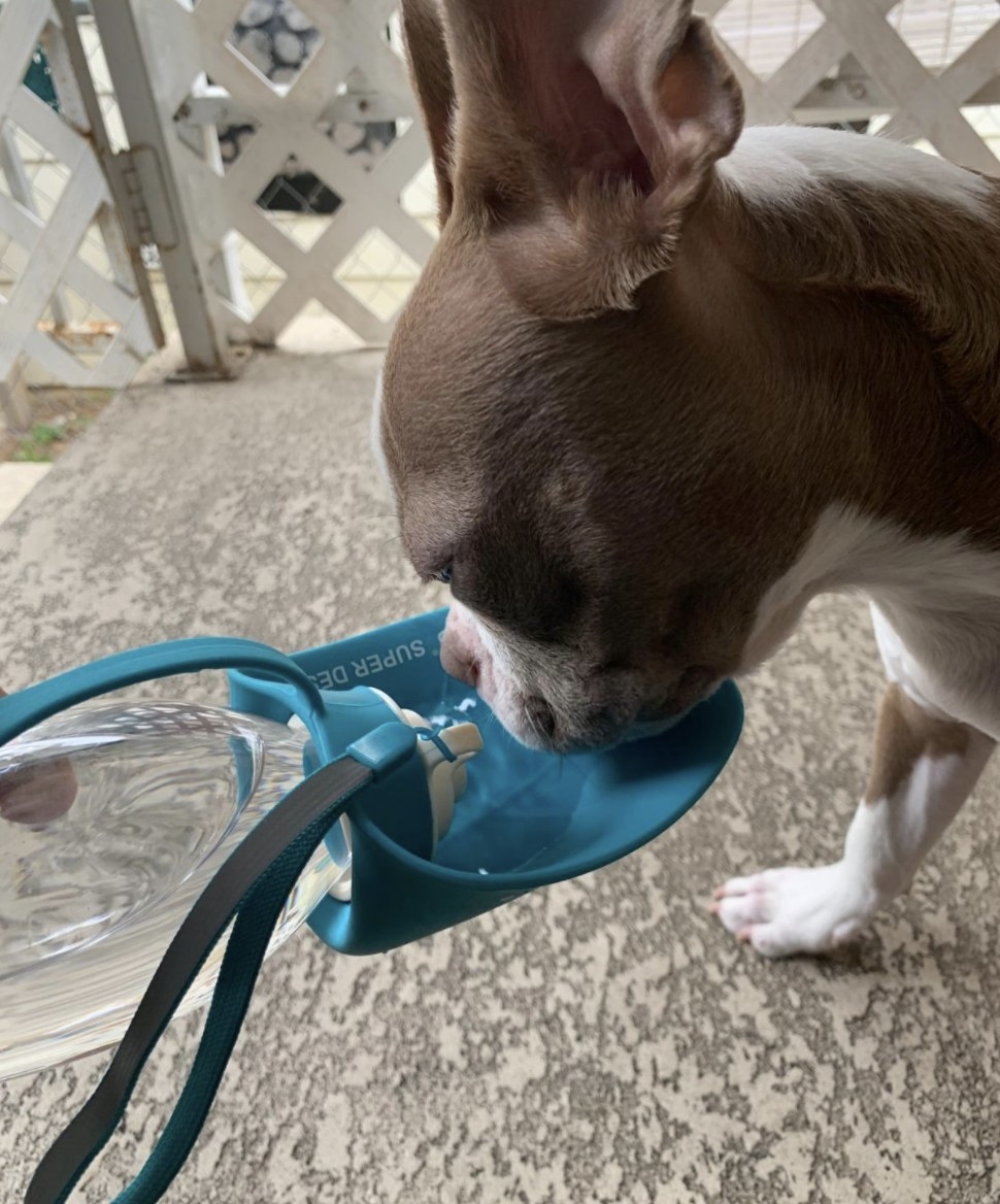 A dog drinking out of a blue portable water bottle