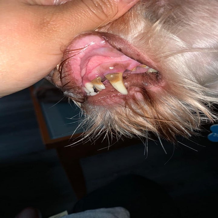 Before photo of reviewer's dog with dark brown stains on the base of the dog's tooth