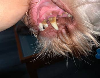 Before photo of reviewer's dog with dark brown stains on the base of the dog's tooth