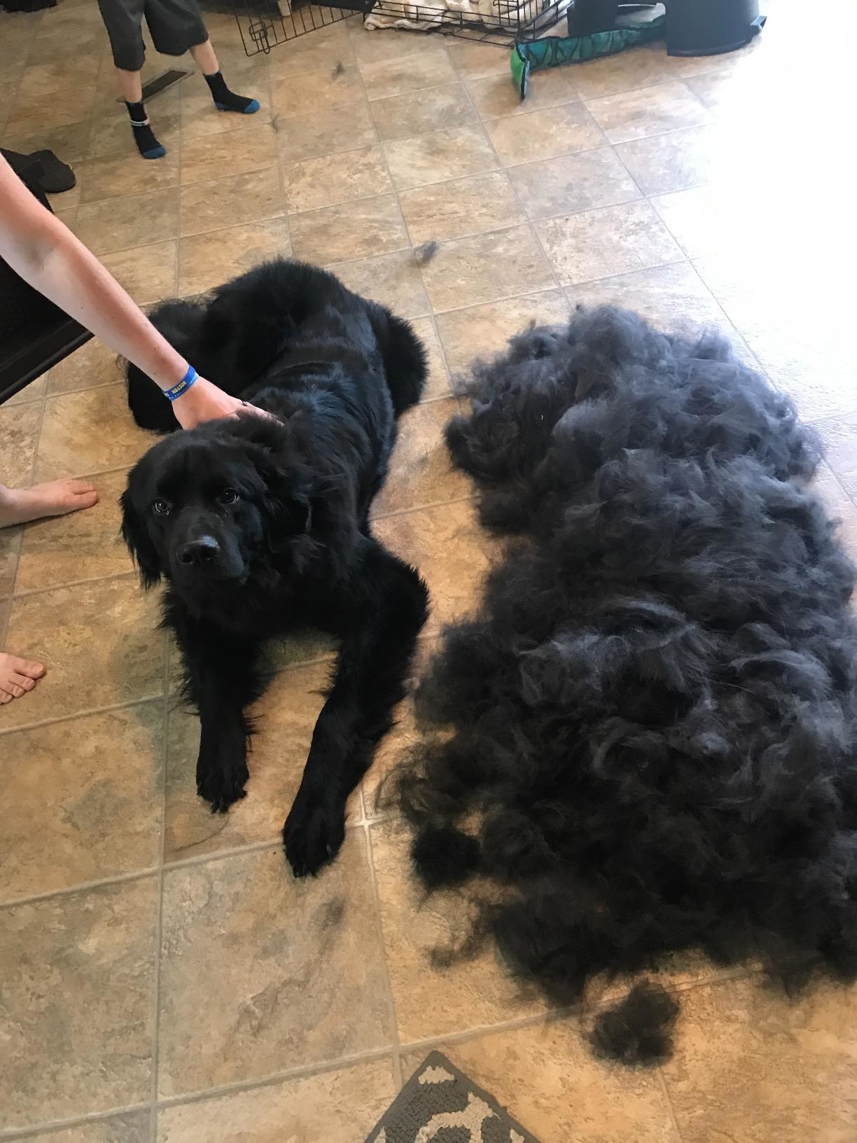 Reviewer&#x27;s photo of their black dog beside a pile of his fur after using the grooming tool