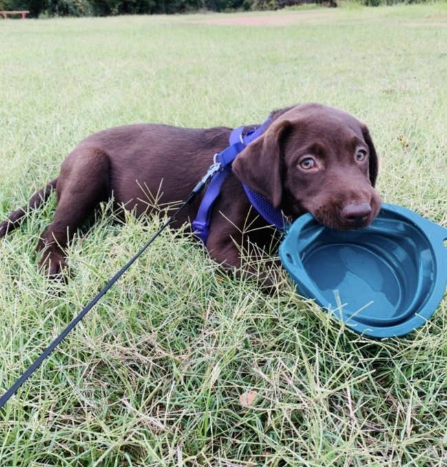 Reviewer photo of a puppy holding a collapsible bowl in its mouth